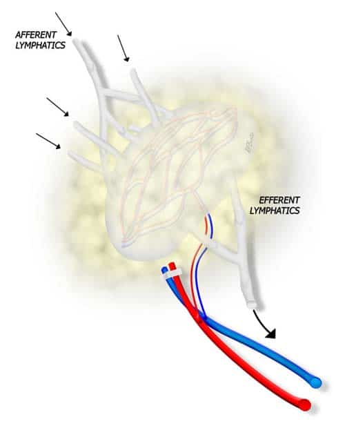 lymphnode