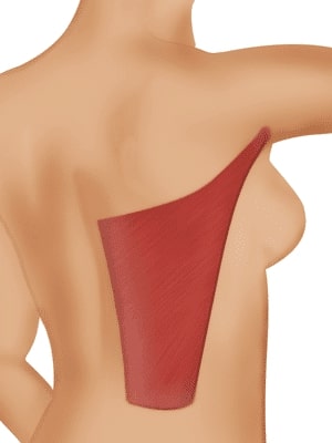 iconlatissimus